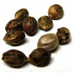 Семена марихуаны АК-47  (Seeds AK-47) в Тихвине